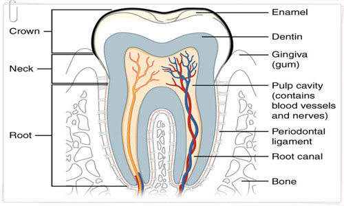 Illustration of a cross section of a tooth. The diagram shows the various elements of the tooth composition.